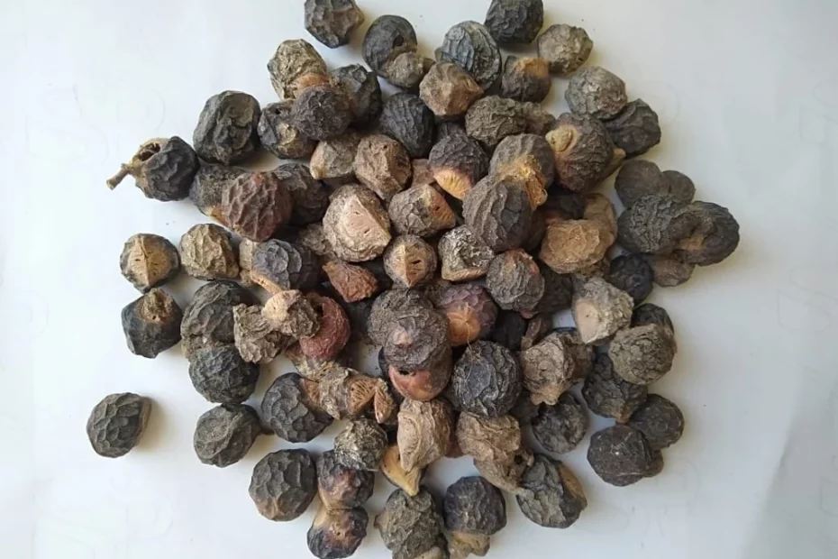 Areetha - Soapnut: Uses, Research and Side Effects